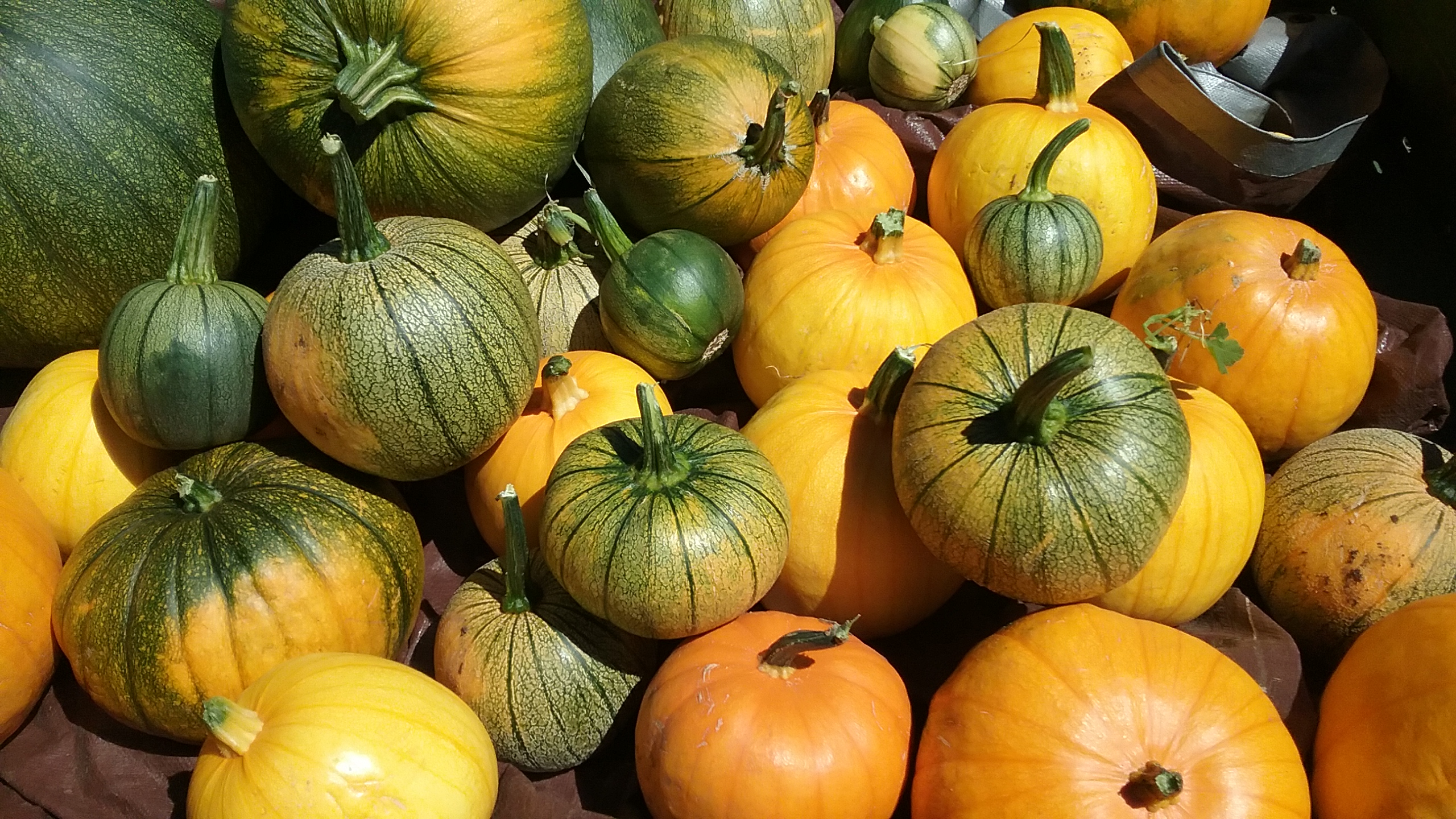 Shop The Arboretum at Flagstaff